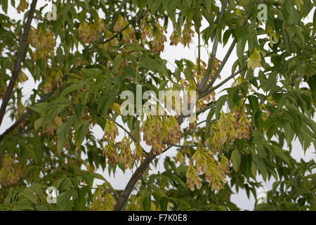 Fort ancien, boxelder érable, frêne, érable à feuilles, Eschen-Ahorn Eschenahorn, Acer negundo, Acer negundo fraxinifolium fraxinifolium, Banque D'Images