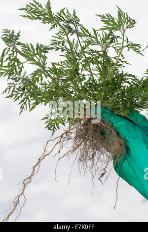 L'herbe à poux annuel, l'herbe à poux, Ambrosia, Ambrosie, Beifußblättriges Traubenkraut Aufrechtes Traubenkraut,, Ambrosia artemisiifolia Banque D'Images