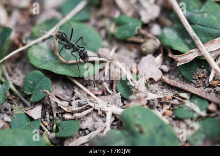 Ant noir exécuté sur le sol forestier Banque D'Images