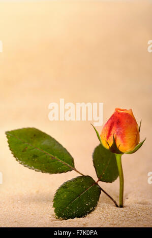 Seul bouton de rose à peine à se développer dans le sable. Banque D'Images