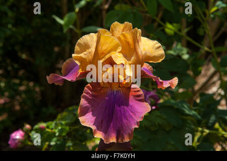 Iris germanica, abricot et violet Grand Iris Banque D'Images