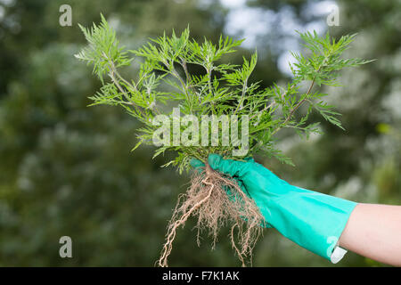 L'herbe à poux annuel, l'herbe à poux, Ambrosia, Ambrosie, Beifußblättriges Traubenkraut Aufrechtes Traubenkraut,, Ambrosia artemisiifolia Banque D'Images