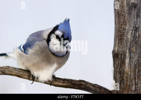 Geai bleu sur branch Banque D'Images