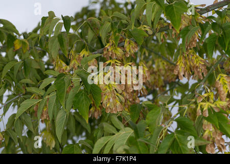 Fort ancien, boxelder érable, frêne, érable à feuilles, Eschen-Ahorn Eschenahorn, Acer negundo, Acer negundo fraxinifolium fraxinifolium, Banque D'Images