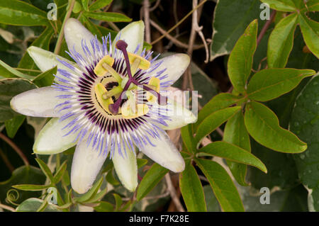 Passiflora caerulea (la fleur de la Passion bleue) Banque D'Images