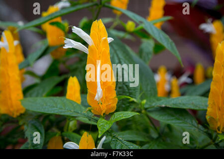 Usine de crevettes de jaune, fleur, Hawaii Banque D'Images