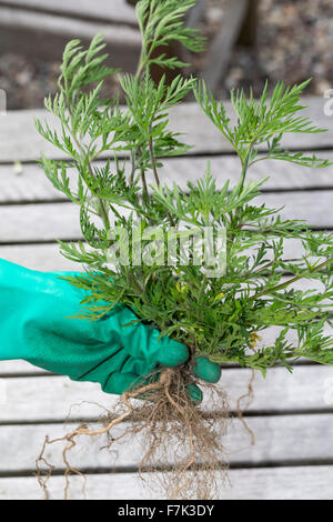 L'herbe à poux annuel, l'herbe à poux, Ambrosia, Ambrosie, Beifußblättriges Traubenkraut Aufrechtes Traubenkraut,, Ambrosia artemisiifolia Banque D'Images