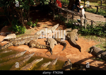 Les crocodiles du Nil sont nourris de poulets à la ferme aux crocodiles Crocworld Scottburgh, au KwaZulu Natal, Afrique du Sud Banque D'Images