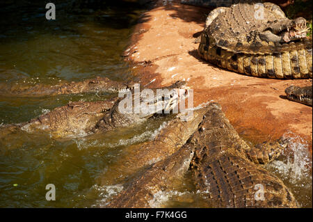 Les crocodiles du Nil sont nourris de poulets à la ferme aux crocodiles Crocworld Scottburgh, au KwaZulu Natal, Afrique du Sud Banque D'Images