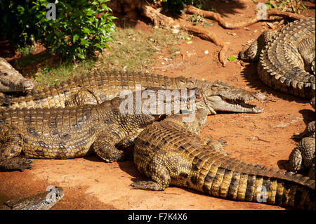 Les crocodiles du Nil sont nourris de poulets à la ferme aux crocodiles Crocworld Scottburgh, au KwaZulu Natal, Afrique du Sud Banque D'Images