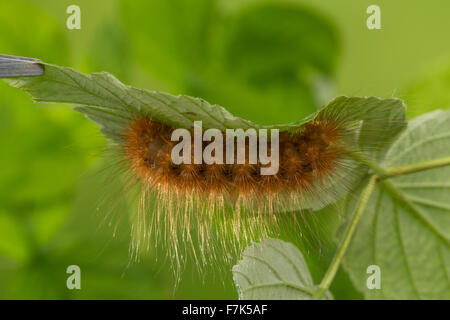 La Matrone, grand Tigre, Caterpillar, l'Augsburger Bär, Pericallia matronula, Raupe, la matrone, écaille brune Banque D'Images