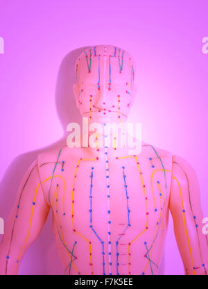 Le modèle des droits de l'acupuncture médicale Banque D'Images