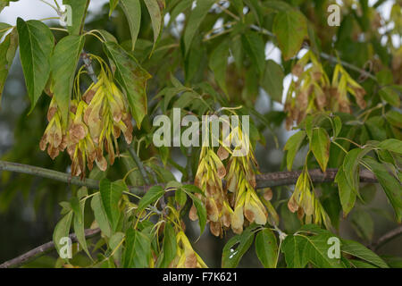 Fort ancien, boxelder érable, frêne, érable à feuilles, Eschen-Ahorn Eschenahorn, Acer negundo, Acer negundo fraxinifolium fraxinifolium, Banque D'Images