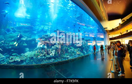 L'aquarium de Dubai Mall, Dubai, Émirats arabes unis, Moyen Orient Banque D'Images