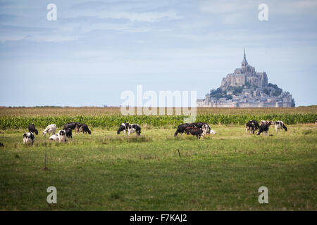 Image en couleur de certaines vaches Holstein en face du Mont Saint Michel en Normandie, France. Banque D'Images