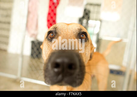 Funny dog eyes est un gros plan d'un curieux chien drôles de coller son nez à droite dans l'appareil photo pour voir ce qui se passe. Banque D'Images