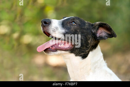 Chien heureux est un gros plan d'un jeune beau chien sain heureux et excité d'être à l'extérieur. Banque D'Images