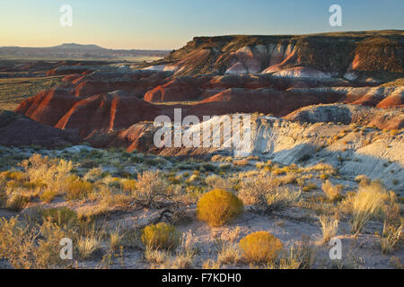 Les arbustes du désert et badlands colorés, Painted Desert, Petrified Forest National Park, Arizona USA Banque D'Images