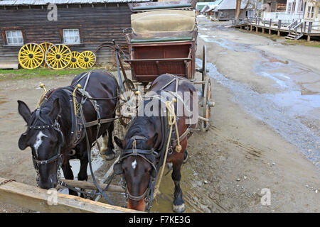 Stagecoach chevaux reposant sur la rue Main, Barkerville (Colombie-Britannique) Banque D'Images