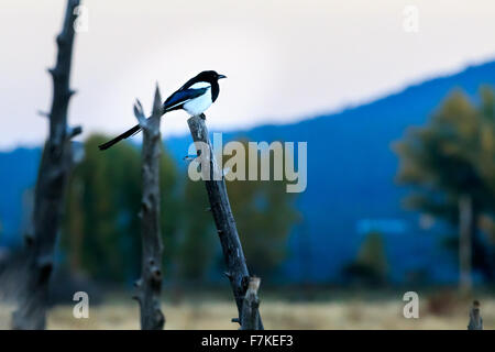 Une pie perchée sur une branche d'arbre en gardant un œil dehors. Banque D'Images
