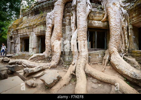 Racines d'un arbre géant ruines également mangeuses de Ta Prohm Temple, Angkor, Cambodge, Asie Banque D'Images