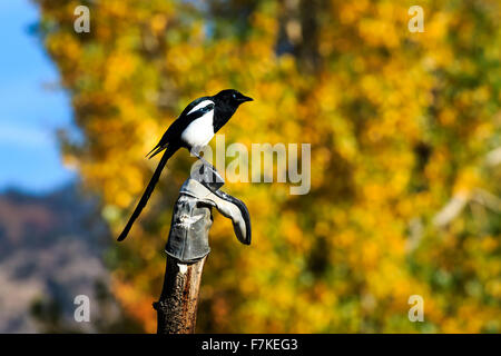 Une pie assis sur un post avec un boot sur le dessus. Les arbres d'automne d'or dans l'arrière-plan Banque D'Images