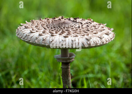 Coulemelle (Macrolepiota procera Lepiota procera /) dans les prairies Banque D'Images