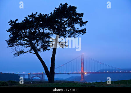 Arbre et Golden Gate Bridge dans le brouillard, San Francisco, California USA Banque D'Images