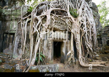 Les ruines de Ta Prohm Temple, Angkor, Cambodge, Asie Banque D'Images