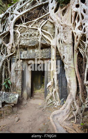 Ta Prohm Temple, Angkor, Cambodge, Asie Banque D'Images