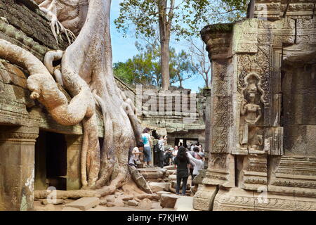 Les touristes à explorer les ruines de Ta Prohm Temple, Angkor, Cambodge, Asie Banque D'Images