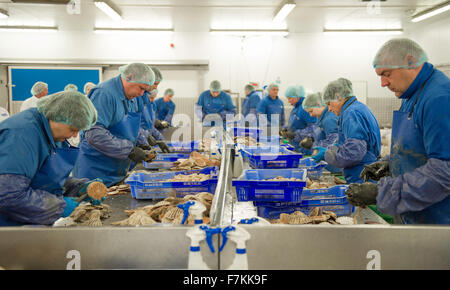 Travailleurs étrangers dans une usine de poisson au Royaume-Uni Banque D'Images