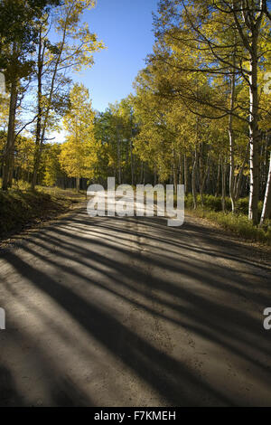 Automne tremble sur route près de Crested Butte, Colorado Banque D'Images