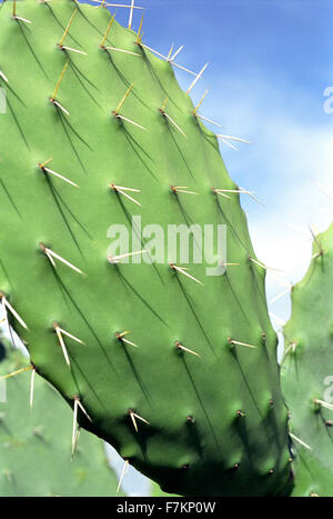 Cactus close-up.Tunisie Banque D'Images