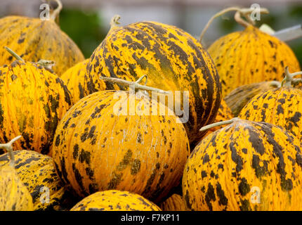 Melon Casaba organique à un bain turc de la rue du marché. Banque D'Images