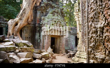 - Ta Prohm temple Angkor, Siem Reap, Cambodge, Asie Banque D'Images