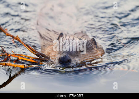 Image rapprochée d'un castor sauvage 'Castor canadensis', nageant avec une charge de branches Banque D'Images