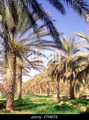 La palmeraie de Tozeur. Tozeur, Tunisie. Banque D'Images