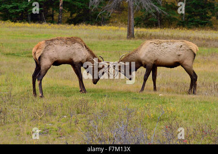 Deux bull elk Cervus elaphus ; les bousculades et les autres Banque D'Images