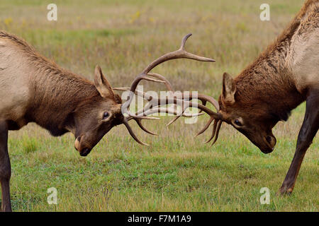 Un gros plan de deux jeunes bull elk Cervus elaphus, bousculades et pendant le rut dans le parc national Jasper en Alberta, Canada. Banque D'Images