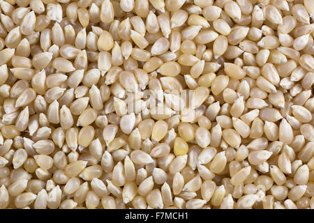Les grains de maïs soufflé blanc fond alimentaire Banque D'Images