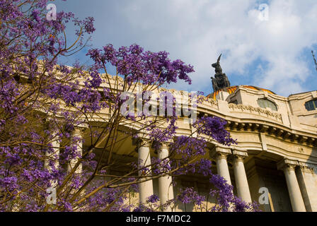 Jacaranda arbre à l'extérieur si le bâtiment Bellas Artes de Mexico City, Mexique Banque D'Images