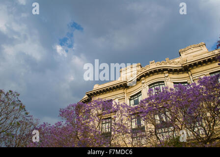 Jacaranda arbre à l'extérieur si le bâtiment Bellas Artes de Mexico City, Mexique Banque D'Images