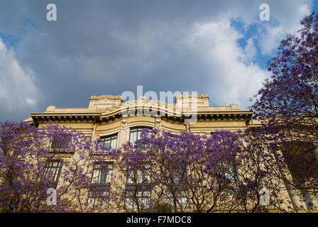 Jacaranda arbre à l'extérieur si le bâtiment Bellas Artes de Mexico City, Mexique Banque D'Images