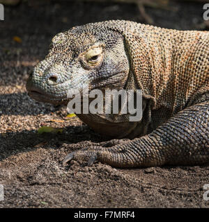 Dragon de Komodo, le plus grand Lézard dans le monde Banque D'Images