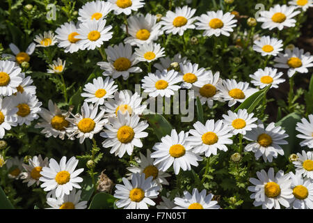 White Daisies (Bellis perennis) Banque D'Images