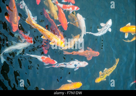 Scolarisation des carpes colorées dans l'eau Banque D'Images