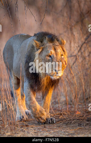 Asiatic lion mâle en lumière dorée (Panthera leo persica) à Rif forêt, Gujarat, Inde. Banque D'Images