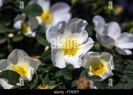 Wild Rose fleurs Banque D'Images