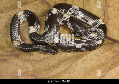 Loup barré serpent, Lycodon striatus BCN, Bangalore, Inde Banque D'Images